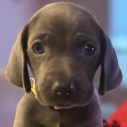 Weimaraners from Deltona Oasis