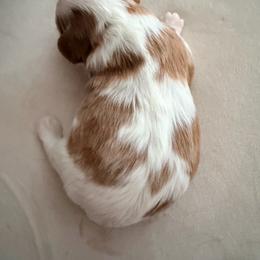 Aphrodite - Blenheim female Cavalier King Charles Spaniel puppy in Avalon Beach, Florida from Cavaliers of Avalon