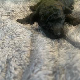 Black Male - Black male Poodle puppy in Bee Branch, Arkansas from Scroggins Creek Doodles