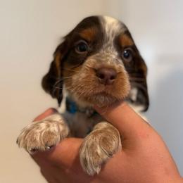 Boy 1 - Liver white and tan male English Springer Spaniel puppy in Fort Meade, Florida from Lake in the Hills Springers