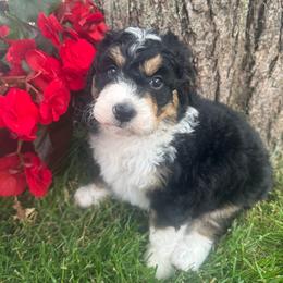 Purple collar - Tri-color female Bernedoodle puppy in Mc Henry, Maryland from TLC by the Lake Standard Poodle and Doodles