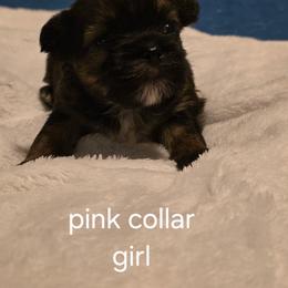 Girl 2 - Brindle and white female Shorkie puppy in Bruceville, Indiana from Baby Girl’s Yorkies, Shih-Tzu, Shorkies