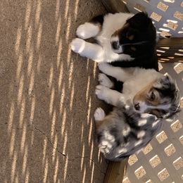 "Sold" Miniature American Shepherd Puppies from Tenley’s Miniature American Shepherds