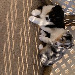 "Sold" Miniature American Shepherd Puppies from Tenley’s Miniature American Shepherds