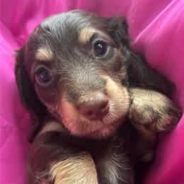 Siesta - Chocolate and cream female Dachshund puppy in Bradenton, Florida from Leah’s Suncoast Doxies