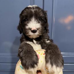 Bean - Black and chalk male Australian Labradoodle puppy in Orange, California from Little Kingdom Doodles
