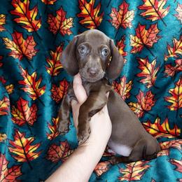 JAVA - Chocolate male Dachshund puppy in Swink, Oklahoma from Palali Farm