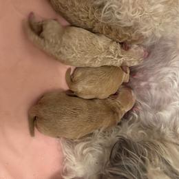Girl 2 - Apricot female Maltipoo puppy in Tomball, Texas from Angela Hurd's Maltipoos