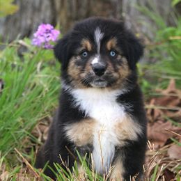 Australian Shepherd Puppies from T4 Australian Shepherds