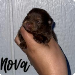 Nova - Chocolate and tan male Pomeranian puppy in Willow Spring, North Carolina from GTBBF Pomeranians