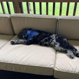 Goldendoodle and Poodle Puppies from SnickerDoodlePups