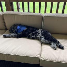 Goldendoodle and Poodle Puppies from SnickerDoodlePups