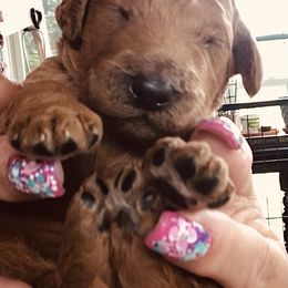 Poodle Puppies from Prissy Pants Poodles LLC