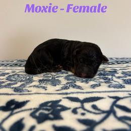 Moxie - Black and red female German Shepherd puppy in Coplay, Pennsylvania from By My Side Germans Shepherds & Dobermans