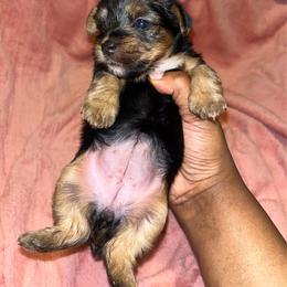 Dory 2500 - Black and tan female Yorkshire Terrier puppy in Gastonia, North Carolina from Banks Dynasty Kennel