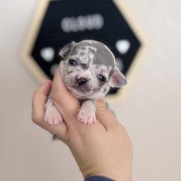 Fred - Merle male Chihuahua puppy in Harrison, Michigan from Cloud9 Chihuahuas