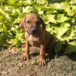 Wes - Rd whtn blk nose male Rhodesian Ridgeback puppy in Carney, Oklahoma from River Run Parson Russell terriers & River Run Ridgebacks