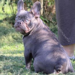 French Bulldogs from T-Lynn’s Bully’s aka TLB