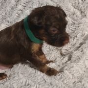 Russian Toy Puppies from Chenier Russian toys