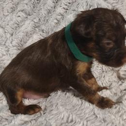 Russian Toy Puppies from Chenier Russian toys