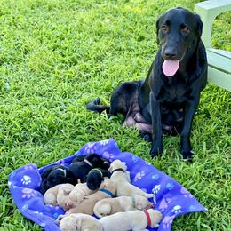 Labrador Retriever Puppies from Green Acres Labradors