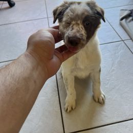 Yellow Boy - White and red male Border Collie puppy in Miami, Florida from A&S Border Collies