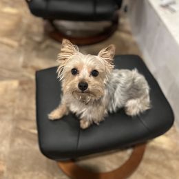 Astro - Yorkshire Terrier