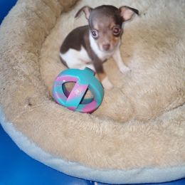 Chihuahua Puppies from Maldonado Pet Life Breeder LLC.