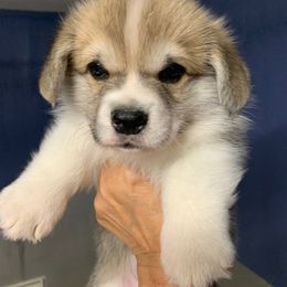 Hunter - Red male Pembroke Welsh Corgi puppy in Victoria, Texas from Clear Creek Corgis