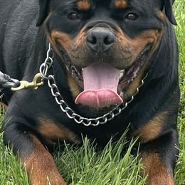 First pick female - Black and mahogany female Rottweiler puppy in Hamburg, New York from World Class Rottweilers And French bulldogs