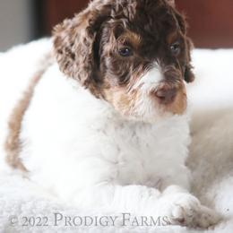 Poodle Puppies from Prodigy Farms Therapy Dogs