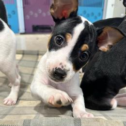Nyx - White black and tan female Rat Terrier puppy in Molalla, Oregon from The Puppy Patch Rat Terriers