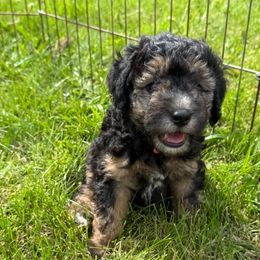 Haley - Phantom female Goldendoodle puppy in Missouri from Simply Schnauzers