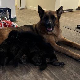 German Shepherds from Beth Ceron's German Shepherds