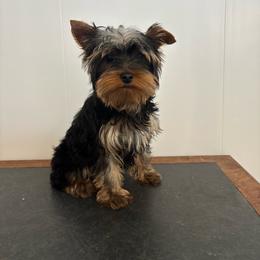 BB boy h - Blue and gold male Yorkshire Terrier puppy in Alburnett, Iowa from Hobbs Shire Yorkies