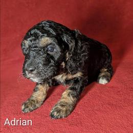 Adrian - Black and tan male Cockapoo puppy in Sunset, Louisiana from Cano Cockapoos