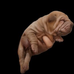 Girl - Cream female Chinese Shar-Pei puppy in Bakersfield, California from Cashmerewrinkles