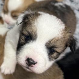 Mocha - Sable female American Corgi puppy in Coopersville, Michigan from Corgi Love Tales