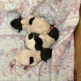 Pup G - White black and tan female Toy Fox Terrier puppy in Clermont, Florida from Debbie Hiles's Toy Fox Terriers