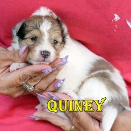 Quiney - CHW Sable Merle Girl - White and sable merle female Shetland Sheepdog puppy in Frazeysburg, Ohio from Mountain High Kennels