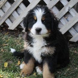 Dahlia - Bernese Mountain Dog puppy from Arlin Horst's Bernese Mountain Dogs