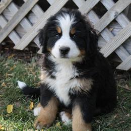 Dahlia - Bernese Mountain Dog puppy from Arlin Horst's Bernese Mountain Dogs