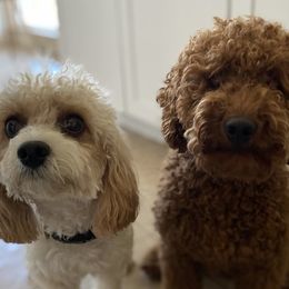 Cavapoo puppies from Pawsh Puppies