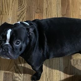 Boston Terriers from Heath's Boston Terriers