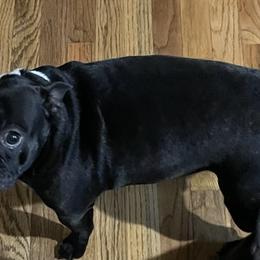 Boston Terriers from Heath's Boston Terriers