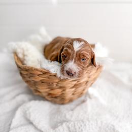 Denari - Red  male Goldendoodle puppy in Greencastle, Indiana from Willow & Co.