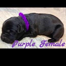Purple collar, female - Black female Labrador Retriever puppy in Moore, Oklahoma from Okiehuntinboyz Labrador Retrievers