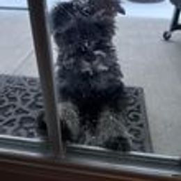 Miniature Schnauzer Puppies from Pups With Potential