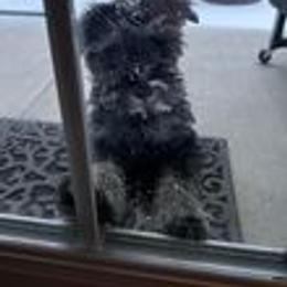 Miniature Schnauzer Puppies from Pups With Potential