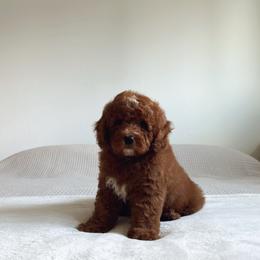Goldendoodle Puppies from Blissful Doodles